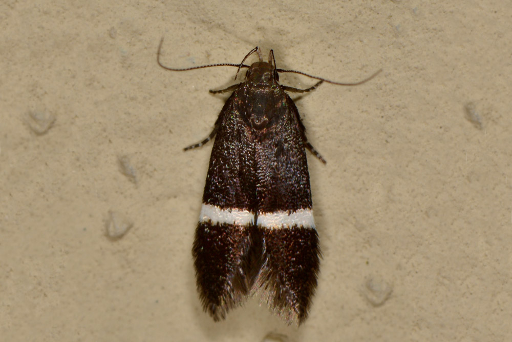Gelechiidae: Syncopacma sp.